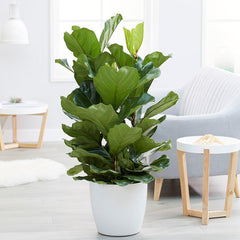 Fiddle Leaf Plant – Premium Fiddle Leaf Fig (Ficus lyrata)