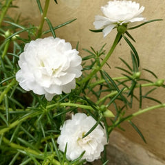 Portulaca White Flower Seeds  Din ka Raja White Blooms for Pakistani Summers