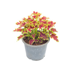 Organic Green Chili Seeds (Sabaz Mirch) | Non-Hybrid, High Yield