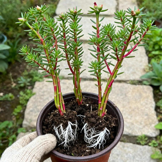 Purslane Cuttings – Colorful Flowering Succulent for Gardens & Hanging Baskets