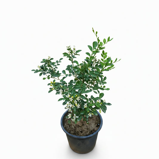 Marvi Plant in Pakistan  Medicinal & Aromatic Herb for Home Use