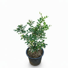 Marvi Plant in Pakistan  Medicinal & Aromatic Herb for Home Use
