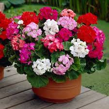 Geranium Plant – Pelargonium Colorful Flowering Plant