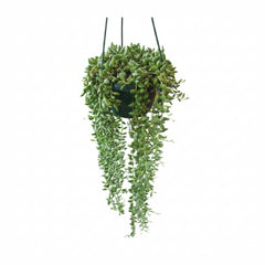String of Tears Big Plant – Large Hanging Succulent