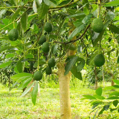 3-Year-Old Avocado Plant | Near-Fruiting Tree for Garden & Orchard