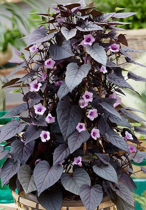 Sweet Potato Vine (Heart-Shaped) – Ornamental Trailing Vine Plant