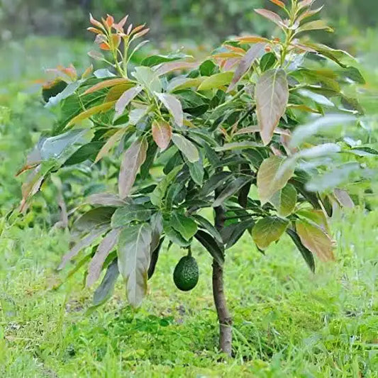2-Year-Old Avocado Plant | Healthy Fruit Tree for Garden & Orchard