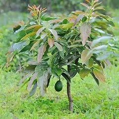 2-Year-Old Avocado Plant | Healthy Fruit Tree for Garden & Orchard