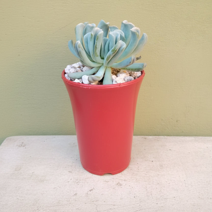 4.5×6 Inch High Quality PVC Pots – Available in Gray, White, Transparent & Terracotta