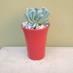 4.5×6 Inch High Quality PVC Pots – Available in Gray, White, Transparent & Terracotta