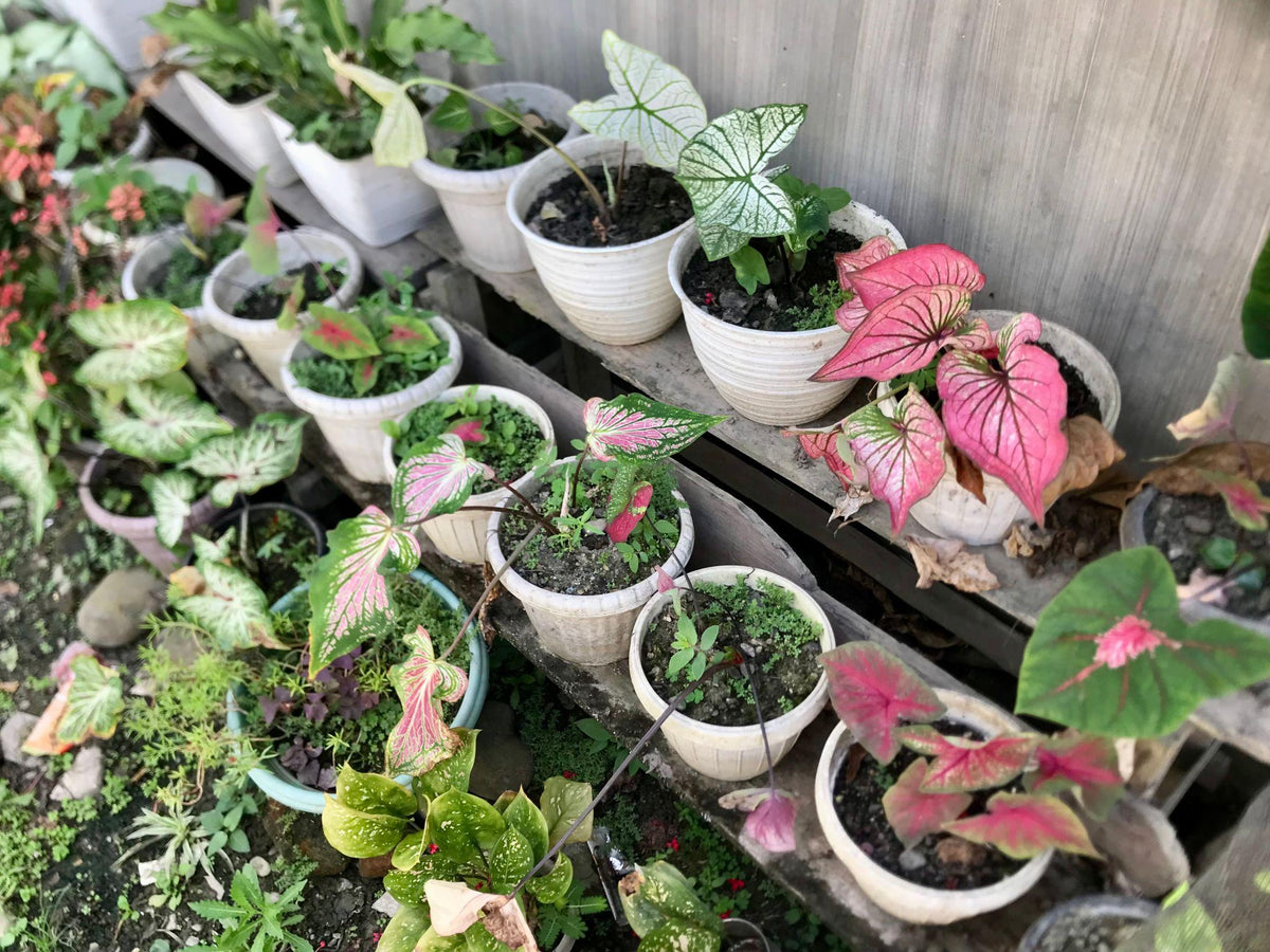 Caladium Bulbs – Mixed Colors Premium Collection