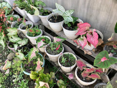 Caladium Bulbs – Mixed Colors Premium Collection