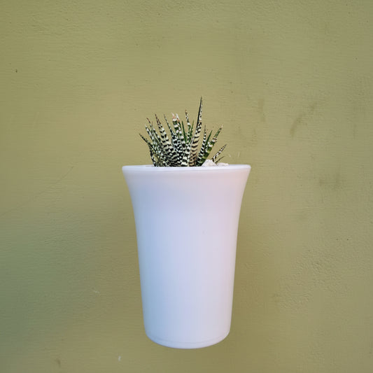 4.5×6 Inch High Quality PVC Pots – Available in Gray, White, Transparent & Terracotta