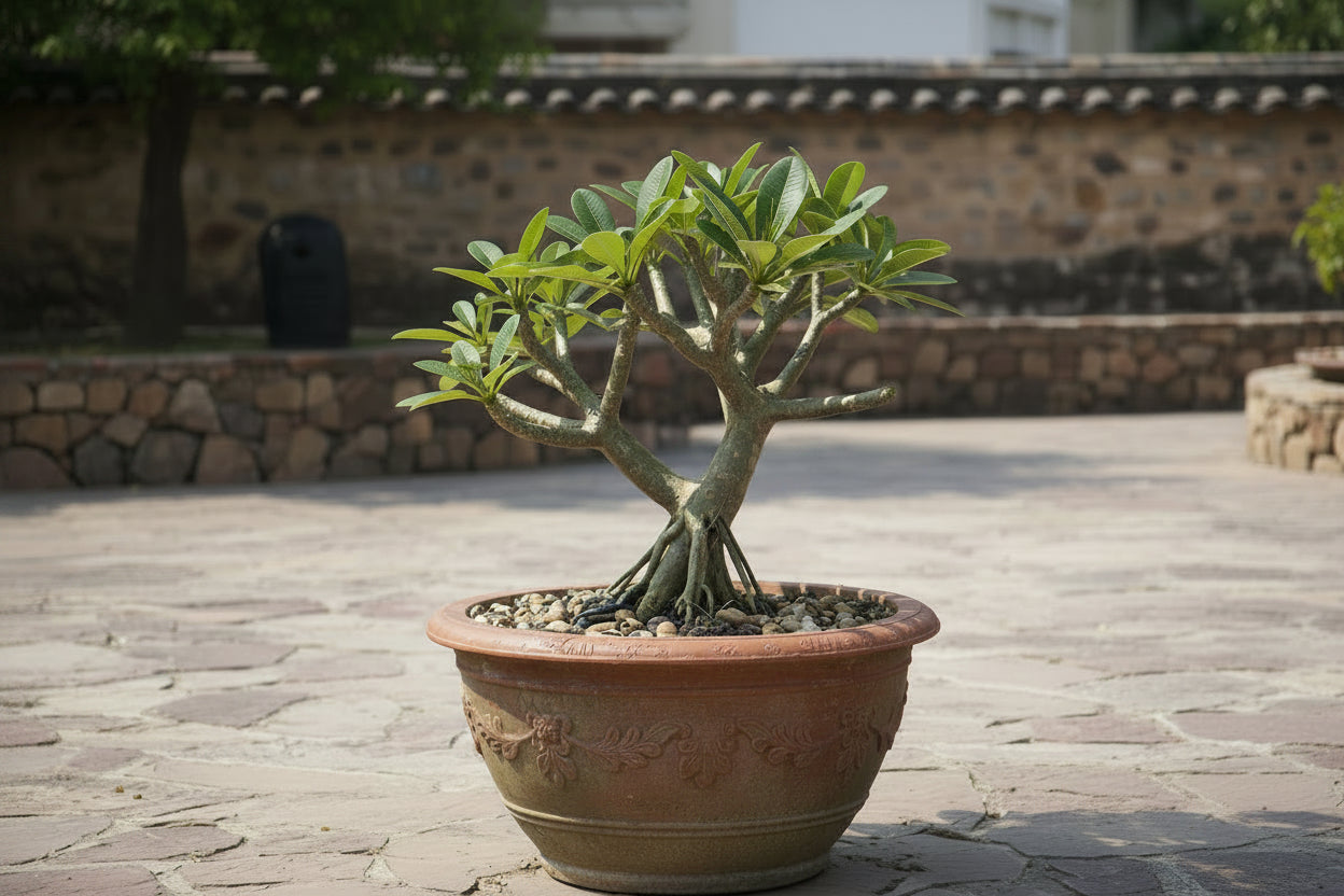 Champa Gul Chain Plant – Fragrant Ornamental Flowering Tree