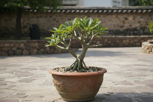 Champa Gul Chain Plant – Fragrant Ornamental Flowering Tree