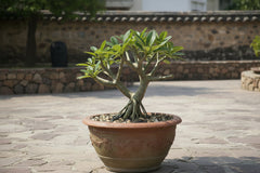 Champa Gul Chain Plant – Fragrant Ornamental Flowering Tree
