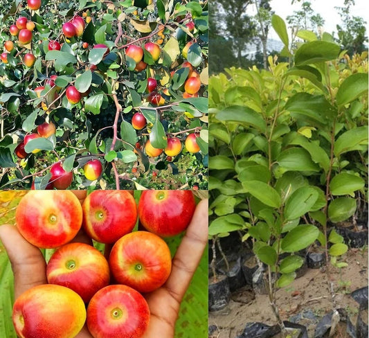 Apple Bair Plant – Fruiting Thai Apple Ber Variety
