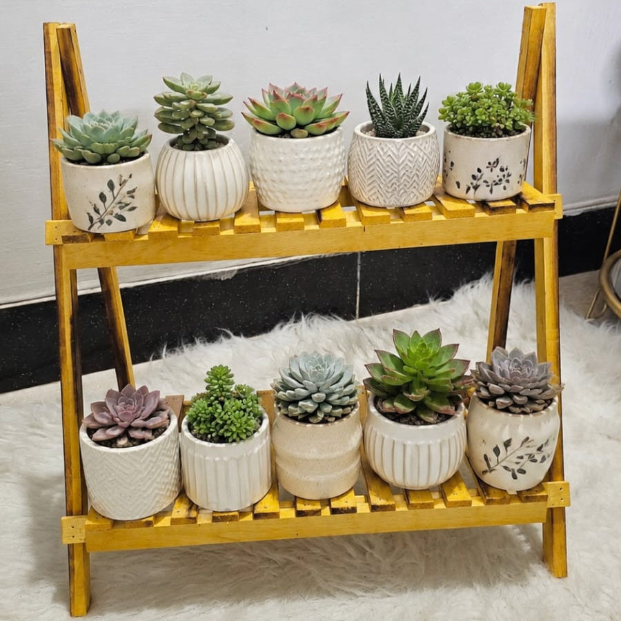 Wooden Decoration & Plant Rack – 1.5 ft × 2 ft Multi-Purpose Display Stand