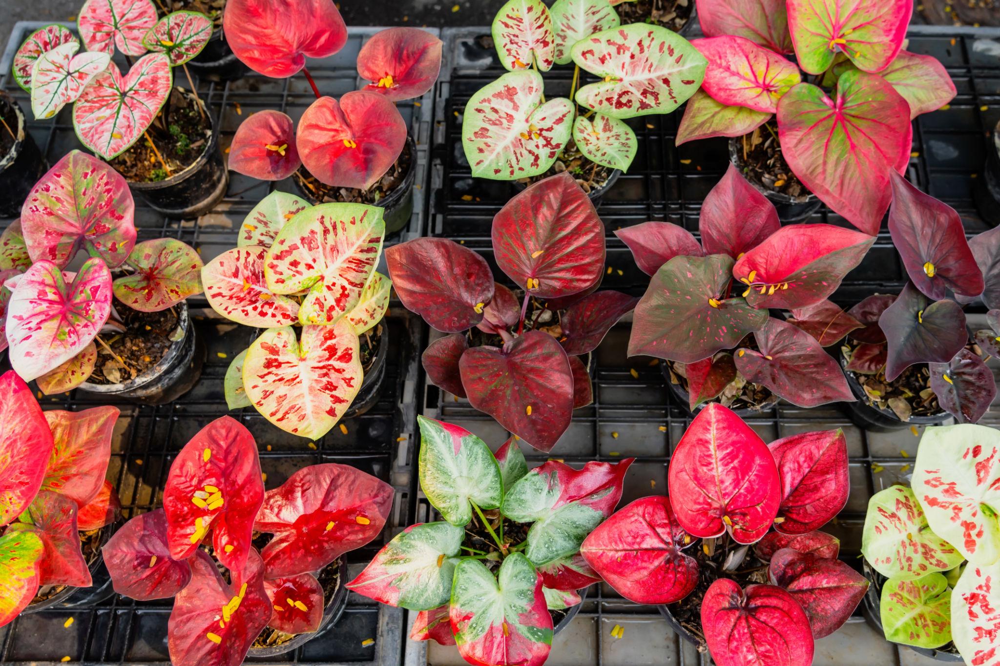 Caladium Bulbs – Mixed Colors Premium Collection
