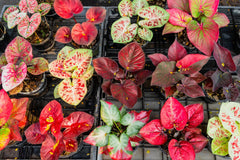 Caladium Bulbs – Mixed Colors Premium Collection