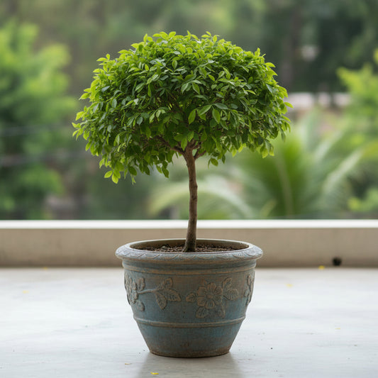 Amaltas Plant – Cassia fistula (Golden Shower Tree)