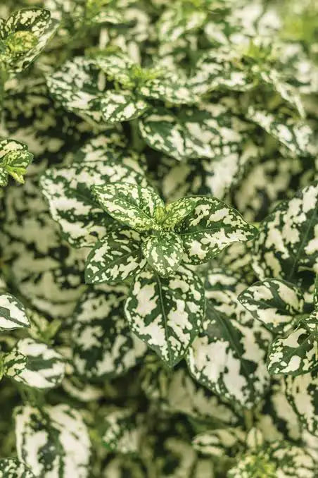 Polka Dot Plant – Colorful Foliage Indoor Plant