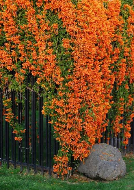 Golden Shower Plant in Pakistan  Cassia Fistula Tree with Bright Yellow Blooms