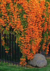 Golden Shower Plant in Pakistan  Cassia Fistula Tree with Bright Yellow Blooms