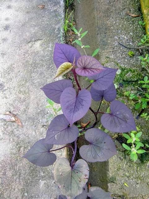 Sweet Potato Vine (Heart-Shaped) – Ornamental Trailing Vine Plant