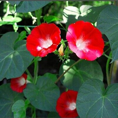Morning Glory Red Flower Seeds in Pakistan  Bold Climbing Vine for Garden Decor