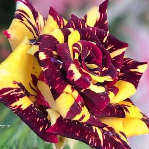 Black Tiger Rose – Dark Striped Rare Premium Rose