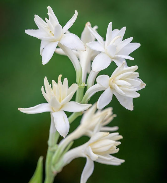 Double Petal Tube Rose (50 bulbs)