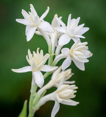 Double Petal Tube Rose (1 bulb)