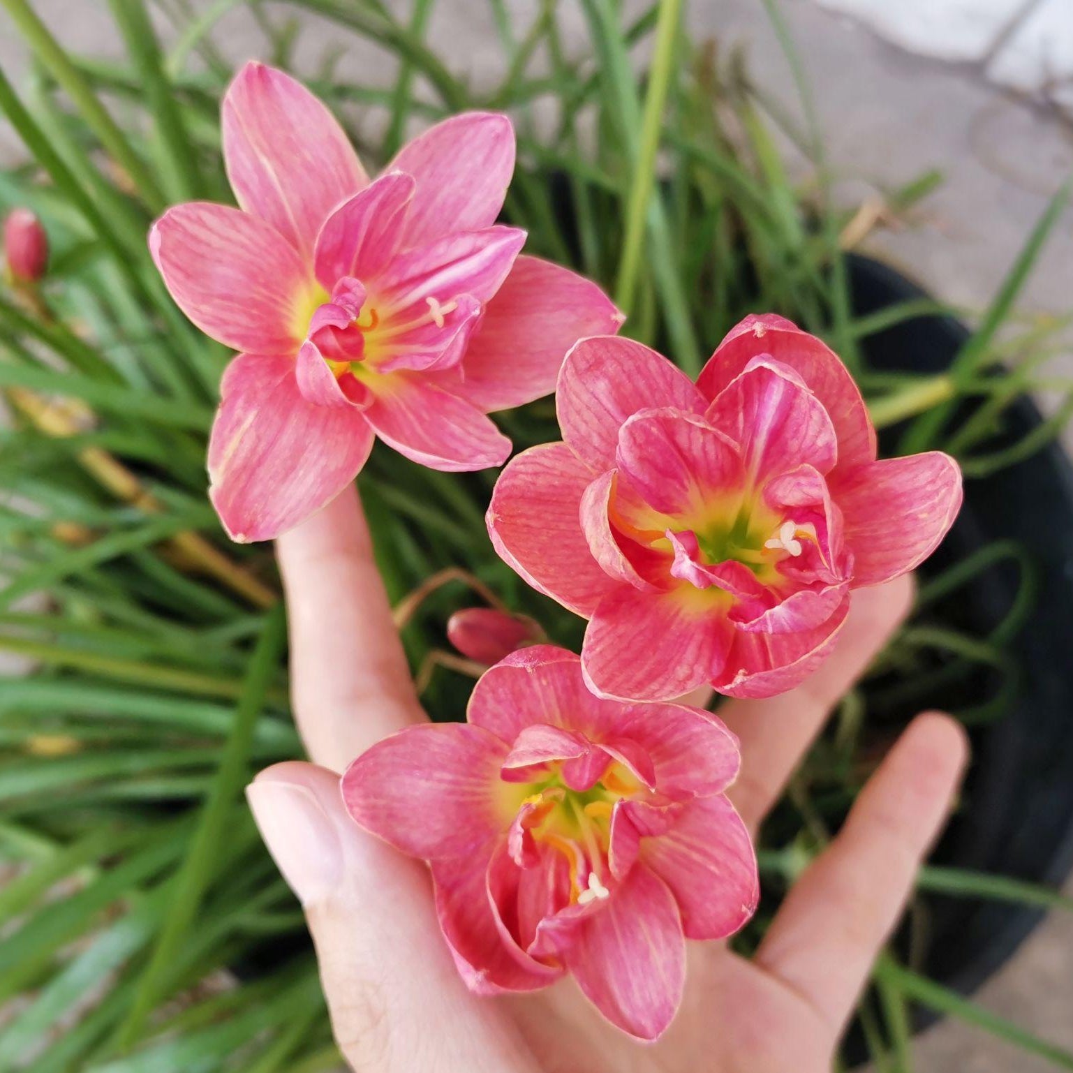 Rain Lily Hybrid Aspata – Patterned Premium Bulb