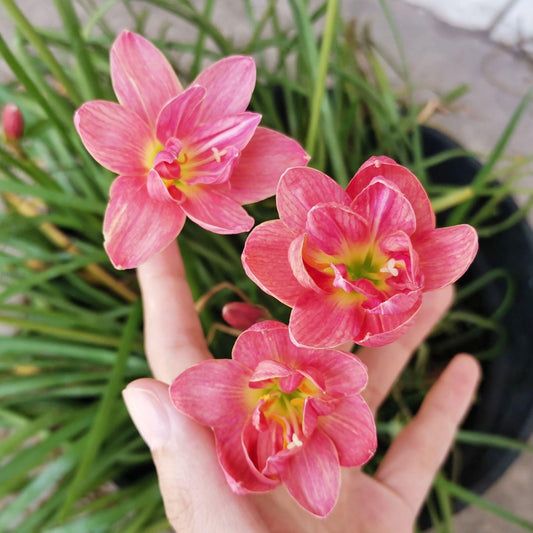 Rain Lily Hybrid Aspata – Patterned Premium Bulb