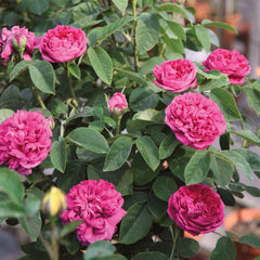 Desi Gulab Plant – Fragrant Traditional Rose Plant