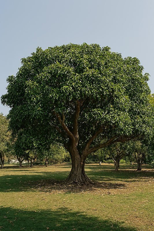Pilkan Plant – Premium White Fig Shade Tree