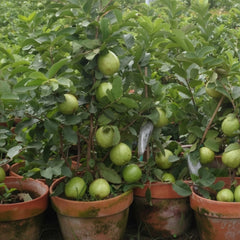 Chhina Amrood Plant – Premium Crispy Guava Variety