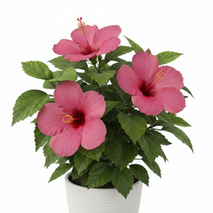 Hibiscus Plant – Colorful Tropical Flowering Plant