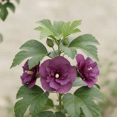 Hibiscus Plant – Colorful Tropical Flowering Plant