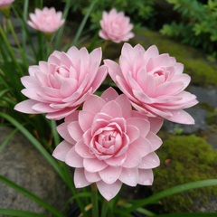 Rain Lily Hybrid Murako – Premium Double Petal Pink Bulb