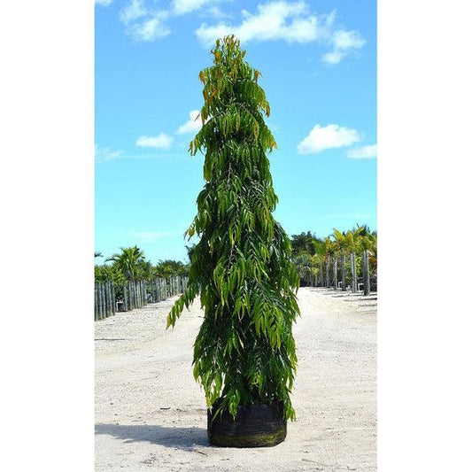 Sukh Chain Plant – Premium Indian Mast Tree (False Ashoka)