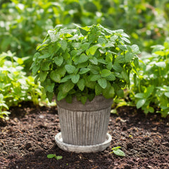 Lemon Balm Plant – Melissa officinalis (Mint Family Herb)
