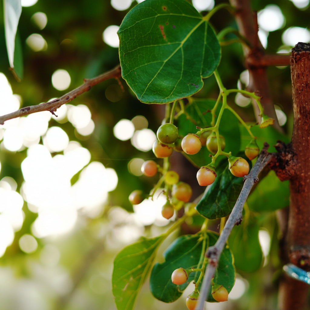 Lasora Plant – Cordia Dichotoma (Lasoda Fruit Tree)