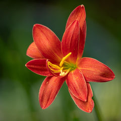 Rain Lily Hybrid Rung Daeng – Fiery Red-Orange Bulb