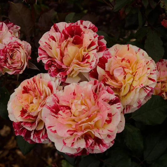 George Burns Rose – Yellow & Red Striped Premium Floribunda Rose