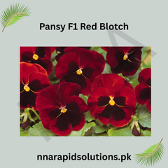 Pansy/Pensy F1 Red Blotch  Premium Hybrid Flower Seeds