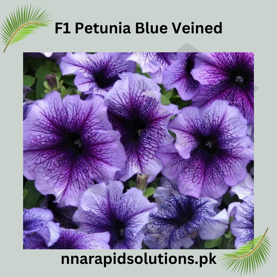 F1 Petunia Blue Veined Seeds in Pakistan  Hybrid Winter Flower Seeds for Pots & Borders