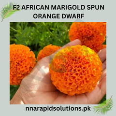 F1 African Marigold Spun Orange Dwarf Seeds in Pakistan  Compact Orange Blooming Flowers