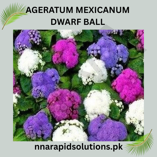 Ageratum Mexicanum Dwarf Ball Seeds in Pakistan  Compact Blue Flowering Plants